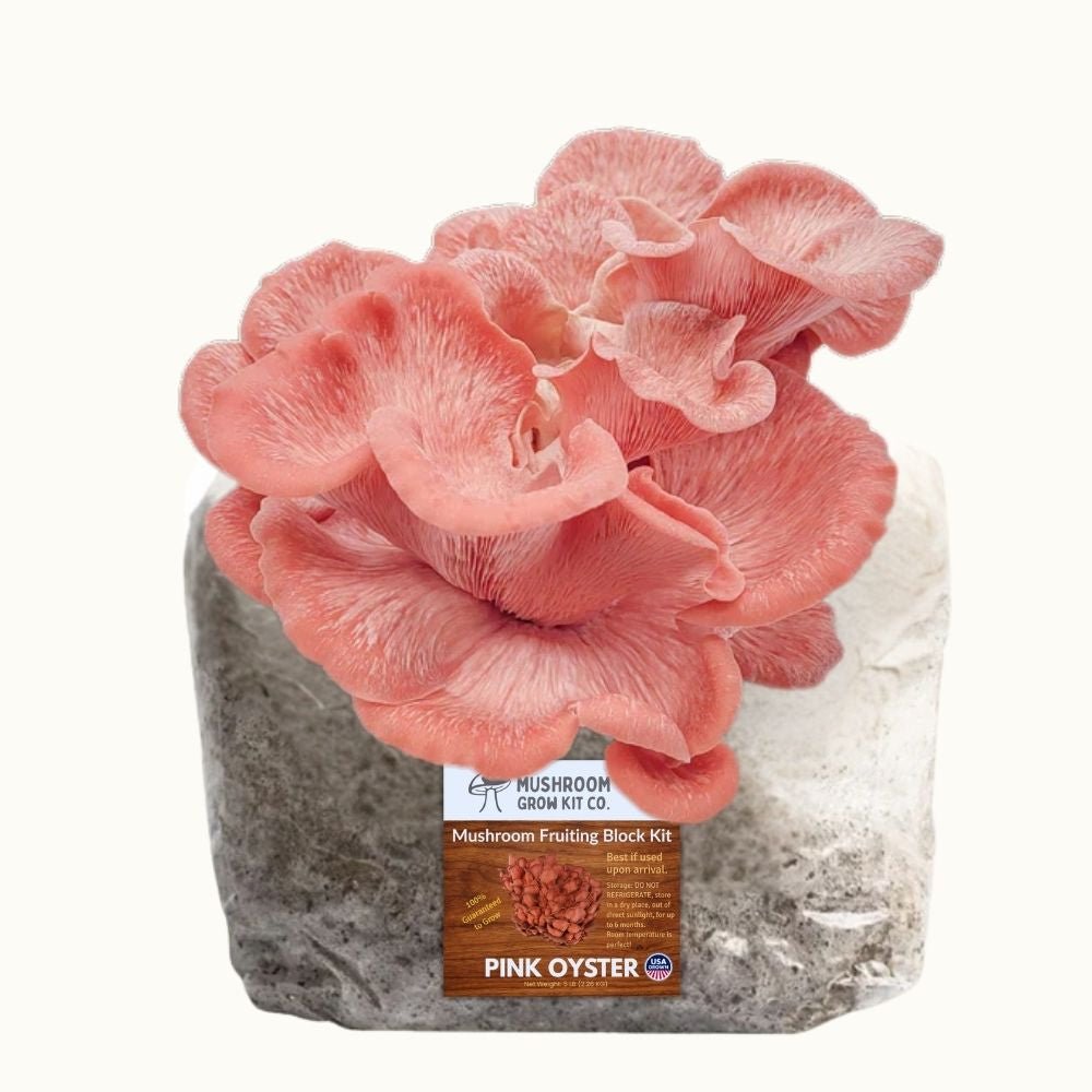 3 Pack - Gold, Pink, and Blue Oyster Mushroom Grow Kit Fruiting Block - 15 LBS